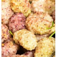 白玉王果桑苗基地