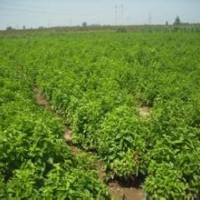 泰安最便宜的櫻桃苗供應(yīng)基地