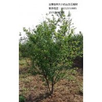 出售1年和2年的懷遠石榴樹苗