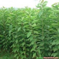 長(zhǎng)期供應(yīng)桃樹(shù)苗、杏樹(shù)苗、李子苗