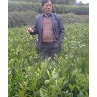 最新柑橘樹苗價格