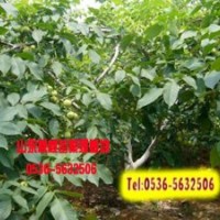 山東豐輝核桃苗供應商