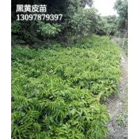 廣西靈山果苗出售