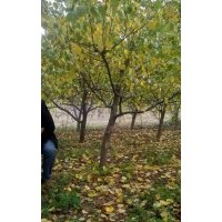 批發(fā)苗圃6公分杏樹-8公分杏樹 食用占地杏樹價格