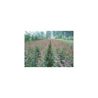 山西葡萄苗 海棠苗 梨樹苗 蘋果苗