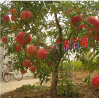 挑戰(zhàn)吉尼斯的石榴-廣清石榴