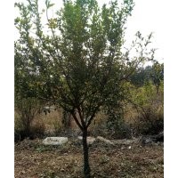 出售石榴樹(shù)-供應(yīng)石榴樹(shù)-批發(fā)石榴樹(shù)