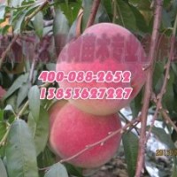 青州映霜紅桃苗批發(fā)