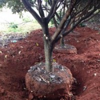 出售枇杷大樹，地徑10-15公分