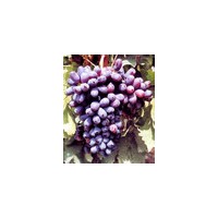 山西優(yōu)質葡萄苗 葡萄樹批發(fā)