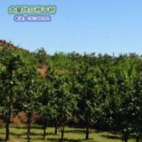 保定市滿城區(qū)柿子溝大量柿樹低價出售