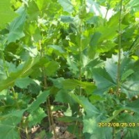 沂蒙薄殼核桃苗、中農(nóng)短枝核桃苗、香玲核桃苗