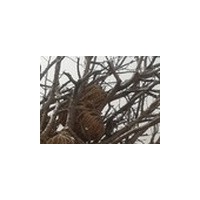 供應(yīng)2至20公分山楂樹大量供應(yīng)