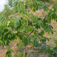 5-6-7-8公分山楂樹 櫻桃樹 石榴樹