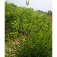 高產(chǎn)矮化冬棗苗 專供冬棗苗