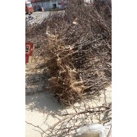 出售冬棗樹苗，棗樹，占地棗樹