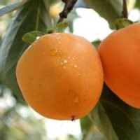 臨沂柿子苗供應(yīng)，照天紅柿子，甜柿子，雪柿子等