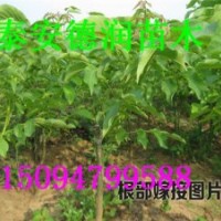 8518早實(shí)核桃苗 早實(shí)核桃苗價(jià)格