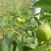 果樹苗 薄香一號核桃樹苗 大泡薄殼核桃苗 最新品種高產 口感好