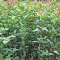 那里有丹桂苗_潛山縣丹桂苗_利源桂花(圖)