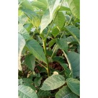 供應(yīng)優(yōu)質(zhì)青皮核桃苗，哪里有青皮核桃，青皮核桃哪里便宜，大量供