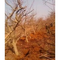 山西絳縣供應(yīng)山楂苗，山楂樹