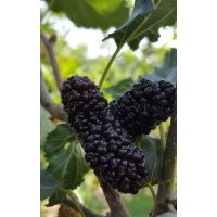 批發(fā)果桑苗