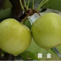 黃金梨苗|十堰梨苗|湖北果樹(shù)苗(圖)
