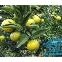 寧德由良柑橘種苗_崗峰農(nóng)場誠信敬業(yè)_由良柑橘種苗出售