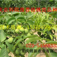 萬州薄皮核桃苗 萬州薄皮核桃苗基地 萬州薄皮核桃苗價(jià)格