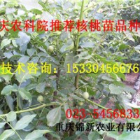 石柱8518核桃苗 石柱8518核桃苗價格 石柱8518核桃苗基地