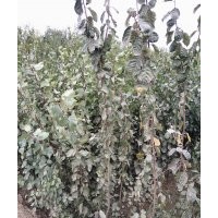 出售嫁接李子苗 新品李子苗 紅布霖李子苗 李子苗價格