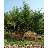 8-10公分石榴樹專供