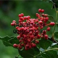 山東泰安0.5-3公分花椒苗批發(fā)價(jià)格