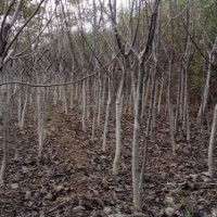 低價(jià)出售大量2-4公分蘋果樹