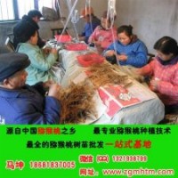 獼猴桃樹(shù)苗批發(fā)價(jià)格、獼猴桃樹(shù)、坤威獼猴桃苗(多圖)