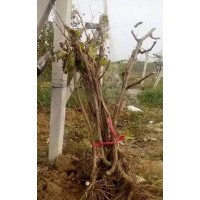 低價供應：各種品種的，葡萄樹，葡萄苗