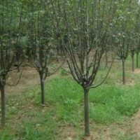 泰安3.5公分海棠_海棠_平盛苗圃(多圖)