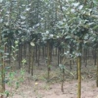 海棠、平盛苗圃、泰安3公分海棠