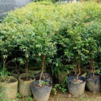 供應(yīng)嘉寶果樹苗