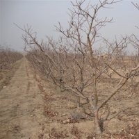占地山楂樹山楂苗