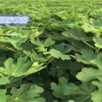 金華無花果苗品種,金華無花果苗,小葉無花果價格合理(查看)