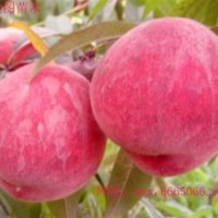 超早熟桃樹苗--極早520紅脆桃樹苗