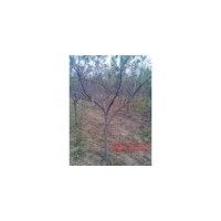 蘋果樹供應(yīng)