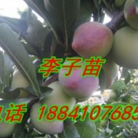 開(kāi)原紫葉稠李苗,寒富蘋(píng)果苗,雞心果苗