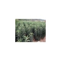 蘋果苗，山西蘋果苗，2--3公分蘋果苗