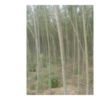 占地樹處理-櫻桃樹，山楂樹，梨樹速生楊