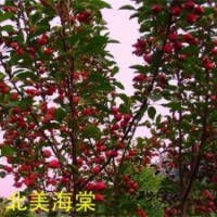 北美海棠,瀅涵苗木中心,北美海棠修剪