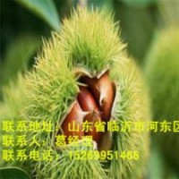 臨沭板栗苗供應(yīng)，板栗苗價格，板栗苗批發(fā)