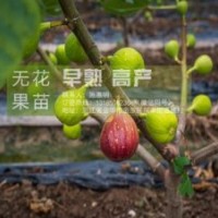 金華無(wú)花果苗、無(wú)花果苗、【惠星農(nóng)